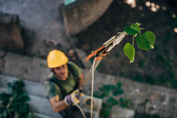 Professional Tree Service in Reeds Spring, MO